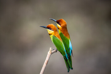 Chestnut-headed Bee-eater on the branch close up shot.