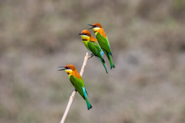 Chestnut-headed Bee-eater on the branch close up shot.