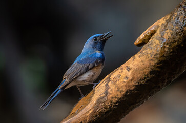 Obraz premium Hainan Blue Flycatcher on the branch thee animal portrait.