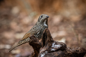 White-throated Rockthrush (female) animal portrait close up shot.