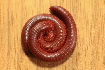Millipede on a wooden background, closeup of photo.

