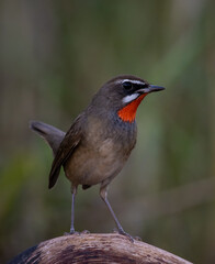 Siberian Rubythroat animal portrait close up shot.