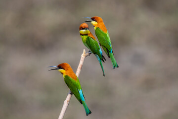 Chestnut-headed Bee-eater on the branch close up shot.