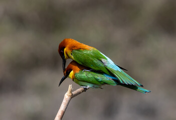 Chestnut-headed Bee-eater on the branch close up shot.