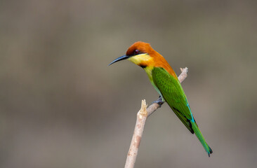 Chestnut-headed Bee-eater on the branch close up shot.
