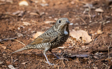 White-throated Rockthrush (female) animal portrait close up shot.