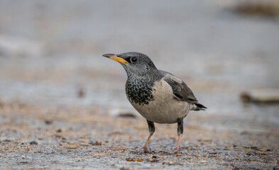 Rosy Starling animal portrait in park of Thailand.