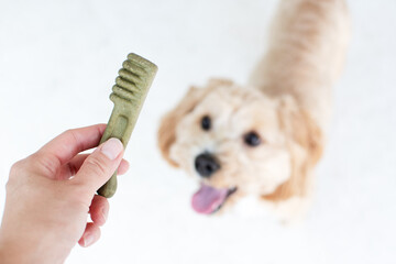 Dog dental care concept. Dental treats for dogs. Dog products.