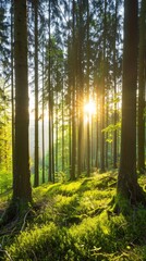 Obraz premium A dirt path winds through a dense pine forest, bathed in warm sunlight. Lush green foliage lines the path, creating a tranquil and inviting atmosphere