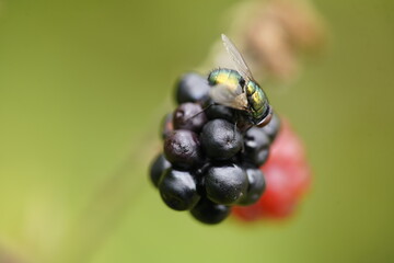 Calliphoridae (Callophora vomoria) family of insects, on blackberry fruit. Hanover, Germany.