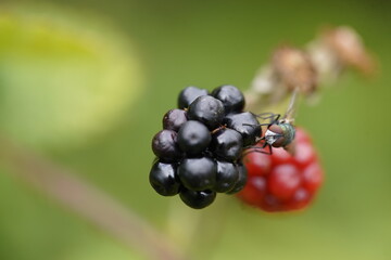 Calliphoridae (Callophora vomoria) family of insects, on blackberry fruit. Hanover, Germany.