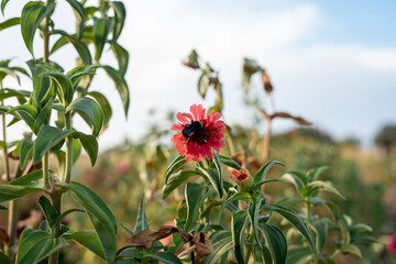 Obraz premium flower