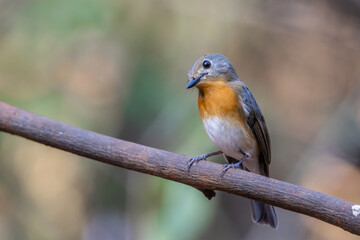 Indochinese Blue Flycatcher on the branch animal portrait.