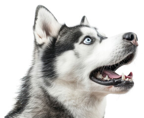 Obraz premium PNG Photo of shocked siberian husky animal canine mammal.
