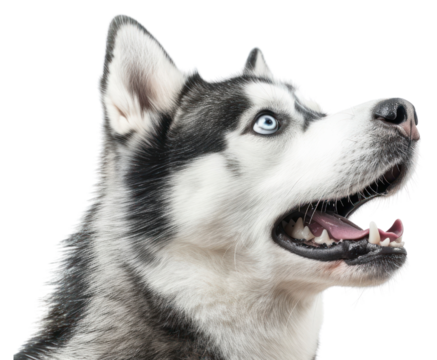 PNG Photo of shocked siberian husky animal canine mammal.