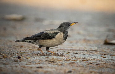 Rosy Starling animal portrait in park of Thailand.