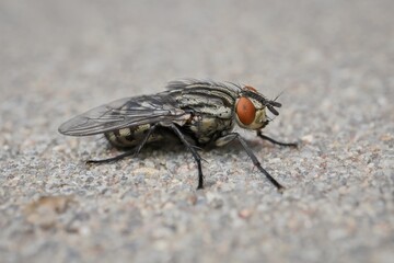 a housefly on the wall  in detail