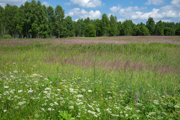 Field with meadow flowers, Russia