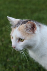 Naklejka premium portrait of a cat