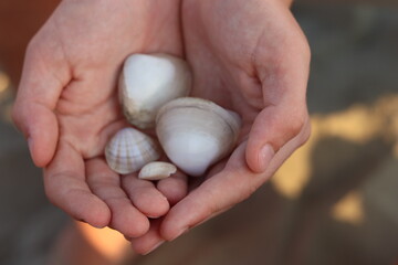 shells