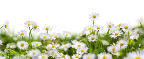 Selbstklebende Fototapeten Gänseblümchen Meadow grass with wild daisies in full flower in spring and summer with a collection of additional garden daisy flowers and stems isolated against a transparent background.  © Duncan Andison