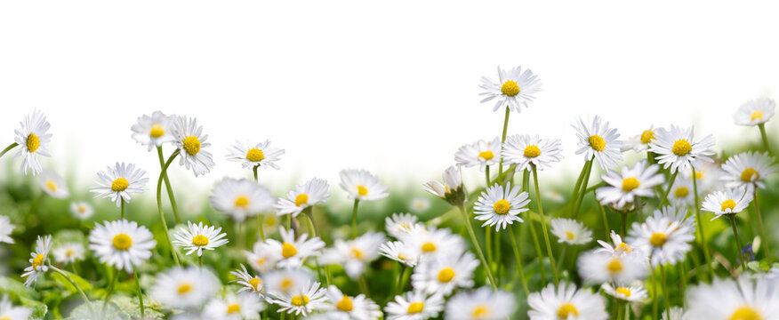 Meadow grass with wild daisies in full flower in spring and summer with a collection of additional garden daisy flowers and stems isolated against a transparent background.