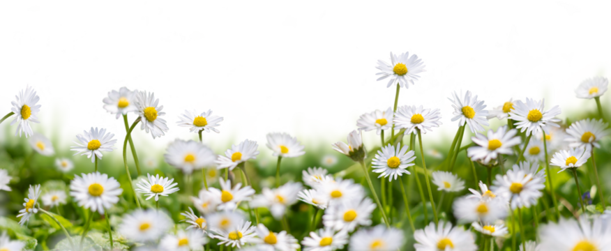 Meadow grass with wild daisies in full flower in spring and summer with a collection of additional garden daisy flowers and stems isolated against a transparent background.