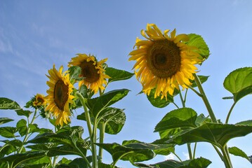 Yellow sunflowers against a blue sky, natural background.