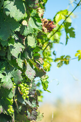 grapes ripening on the vineyard in summer