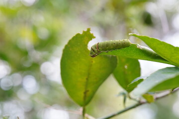 Manduca rustica larva is eating eggplant leaves.