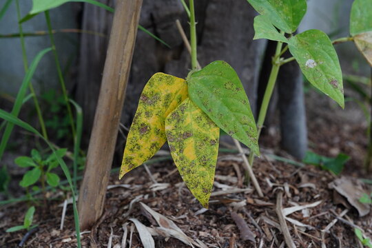 Deficiency of major plant nutrients.