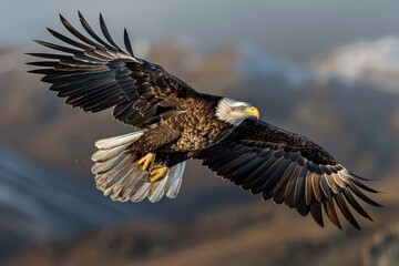 Obraz premium Impressive photograph of a bald eagle flying calmly above rugged landscapes, showcasing its mighty wingspan and grace in flight against a dramatic backdrop.