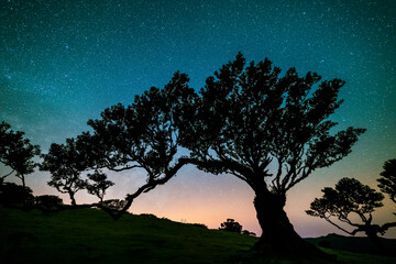 Tree in Enchanted Fanal Forest, Blue and Pink Sky Full of Stars at Night. Madeira, Portugal.