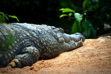 alligator in the zoo