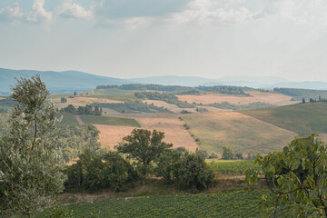 Golden Countryside Under the Tuscan Sun