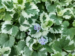 Glechoma hederacea 'Variegata'