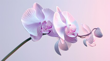 light purple orchid flower light purple background