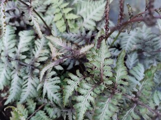 Athyrium filix-femina 'Lady in Red' © John Caley
