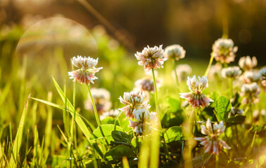 White Clover flowers (Trifolium repens, Ladino, Dutch) on a summer meadow close-up. Green grass field lits by evening sun. Beautiful landscape background. Weed control on the lawn. Selective focus