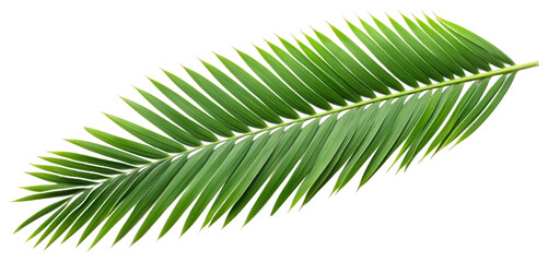 PNG Coconut palm leaf plant green tree.