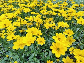 Bidens 'Golden Empire'