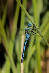 male emperor dragonfly in morning light