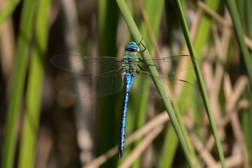 male emperor dragonfly in morning light
