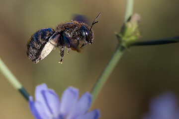 bee foraging in the morning light