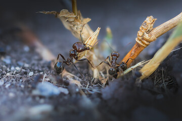close up of an ant at work