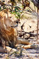 Eine Reise durch Südafrika. Kapstadt und  Umgebung.