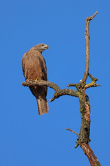 a red kite sits on the top of a dead tree with blue sky background