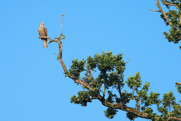 a red kite sits on the top of a dead tree with blue sky background