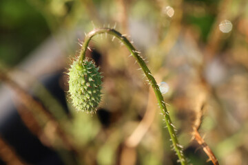 a red poppy flower in its capsule