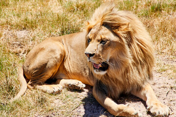 Naklejka premium Eine Reise durch Südafrika. Kapstadt und Umgebung.